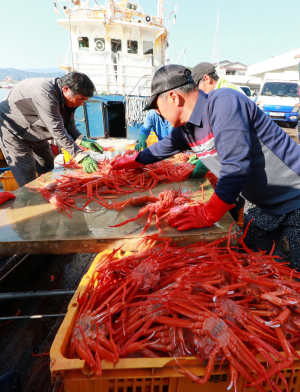 '초겨울,  울진 예찬'··· 푸른 동해를 황홀하게 물들이는 붉은대게 명산지 후포항에서 겨울 여행 즐기기