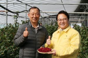 청도군, 새콤달콤 명품 산딸기 본격 출하 알려