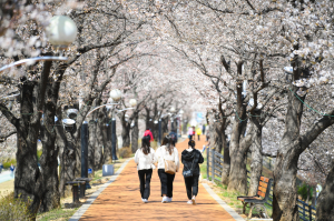 봄의 요정 영주 벚꽃, 이번 주말 개화 '절정'