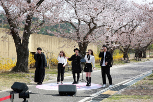 경주엑스포 벚꽃 버스킹, 화려한 절경 속 관광객 '북적'