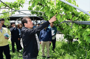 김충섭 김천시장, 이상저온 피해 농가 시찰