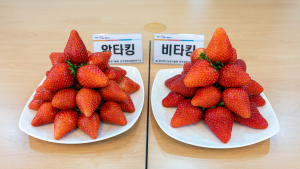 경상북도농업기술원, 수출용 고품질 딸기 신품종 농가 신속 보급