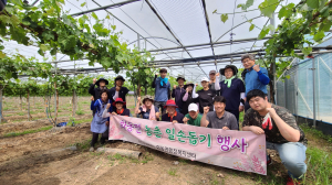 경상북도 세정담당관실, 포도 순 따기 작업 '구슬땀'