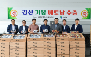 맛·품질 뛰어난 경산 거봉포도, 올해 첫 베트남 수출길 올라