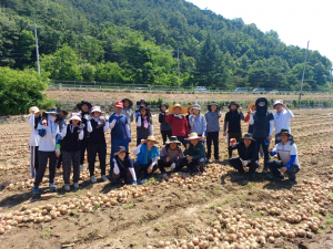 김천시 산림녹지과·대덕면, 양파 농가 일손돕기