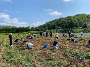 한국생명과학고등학교 4-H, 감자 수확 나서