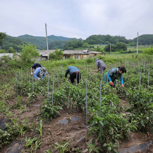 영양군 일원면, 호우피해 침수 농가 일손 보태