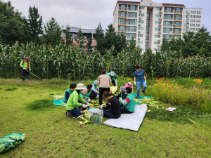 문경시 점촌5동 새마을남녀지도자협의회, 옥수수 수확 '구슬땀'