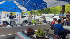구미시, 다양한 유럽종 포도 맛 보세요