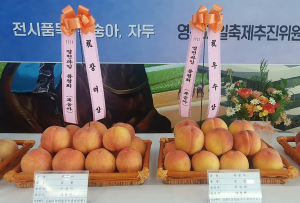 달콤한 영천시 대창 복숭아, 맛도 품질도 최고
