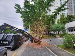 경산시, 가을철 가로수 은행 열매 집중 제거