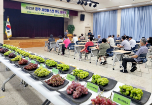 '경주시 명품 샤인머스캣' 재배 농가 소득 책임