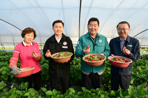 고령 딸기 '설향' 소비자 입맛 사냥 나서