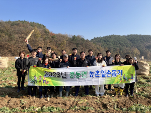 상주시 중동면, 무 수확 작업 '구슬땀'