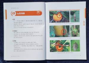 경상북도농업기술원, 이상기후 대응 '떫은감 병해충 방제법' 안내