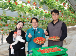 청도군 '청도딸기' 고설재배로 맛·품질까지 완벽!