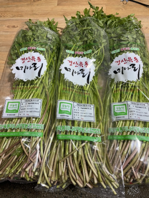 경산시, 봄 내음 가득한 '명품 육동 미나리' 본격 출하