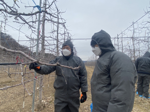 의성군, 과수화상병 예찰방제 10월까지 실시