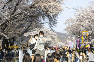 화사한 봄 축제로 물드는 안동으로 떠나볼까