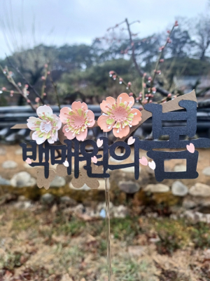 봄꽃 명소 '회연서원'에 매화향 가득… 카페 백매원 문 활짝