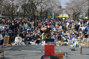 경주시, 대릉원돌담길 벚꽃축제…14만명 '구름인파'