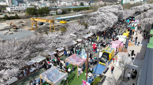안동벚꽃축제 20만 상춘객, 안동서 아름다운 벚꽃 향연 즐겼다