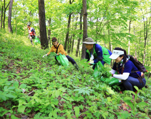 제19회 영양 산나물축제… 청정 영양서 자란 쌉싸름한 산나물 입안 가득 봄 채우고 건강도 잡아요