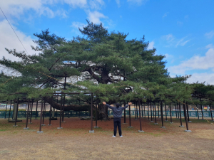 예천군 '세금 내는 나무 석송령' 진정한 가치 알게 되길