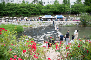 구미시 선주원남동, 장미꽃 만개한 구미천 '소통·화합의 장' 활용