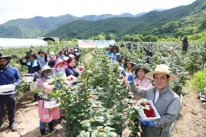 영농철 애타는 농심… 청도군, 일손보태기 나서