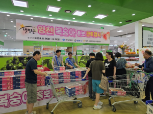 영천 복숭아, 대도시 소비자 입맛 '저격'