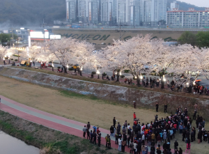 국내 최고 '경북 명품 가로수길' 구경오세요