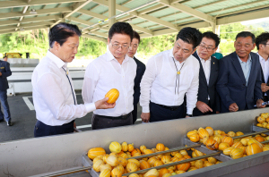 성주군, 성주 참외 2년 연속 조수입 6천억원 달성… 전년比 3% ↑