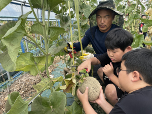 봉화군 도촌초등학교, 멜론 수확체험으로 보람 팡팡