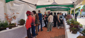 경산시, 국화분재와 가을야생화 작품 전시회 개최