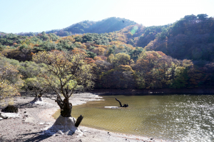 청송군, 주산지 왕버들 복원사업 시행