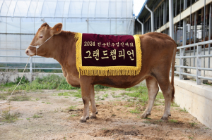 포항시 김영석 농가, 한우경진대회 '대통령상'