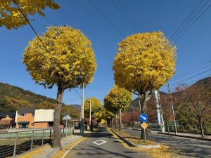 달성군, 이색 가로수로 도시 미관 '향상'