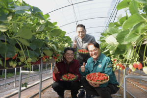 청도군, 맛·향 뛰어난 '명품 청도딸기' 본격 출하