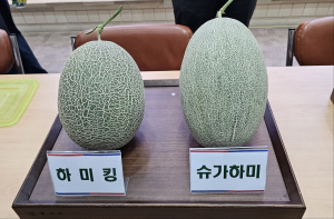 中 황제가 먹던 '하미과 멜론'… 구미시 대표작물로 키운다