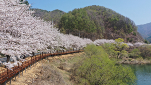 사계절 끝없는 축제 한마당… 경북 최고 '꿀잼도시 봉화'로