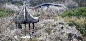 윤호세가연구소 유정 정윤숙의 수요문화칼럼 94화 - 명(明) 식물 속 사군자, 문인의 관조(29)