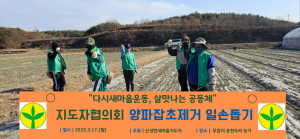 군위군  산성면 새마을지도자회, 양파밭 잡초제거 '구슬땀'
