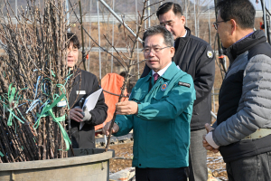 군위군, 여름사과 최대 주산지 명성 되찾기