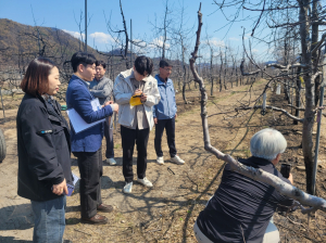 경북 사과 산불피해 최소화, 신속기술지원팀 현장 투입