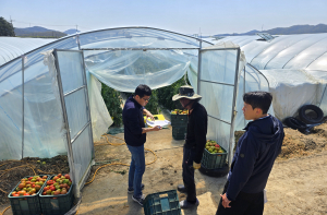 달성군, 외래 해충 '토마토뿔나방' 방제 지도