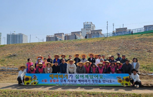 꿀벌 보호 생태환경 조성 '최선'... 칠곡군, 왜성 해바라기 파종 행사