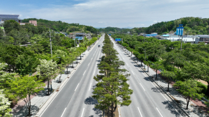 영주시, 가로수 관리로 '녹색도시 구현'