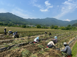 고령군 대가야읍, 마늘 수확 '구슬땀'
