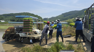 한국농촌지도자 상주시연합회, 공동경작 모내기 행사